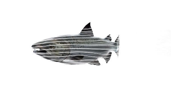 Simulering fisk-1