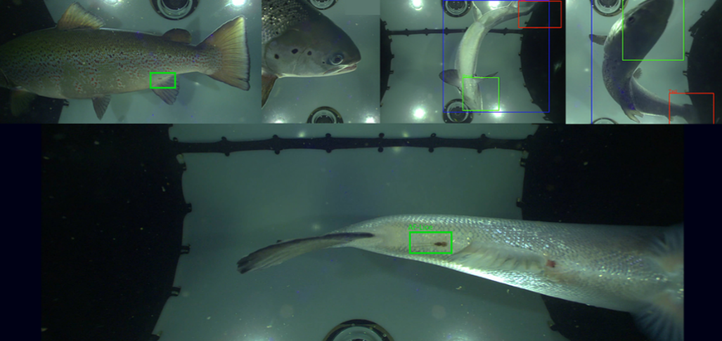 fishency 2-1