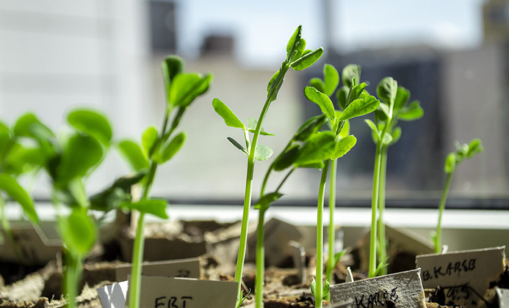 Urban farmlab