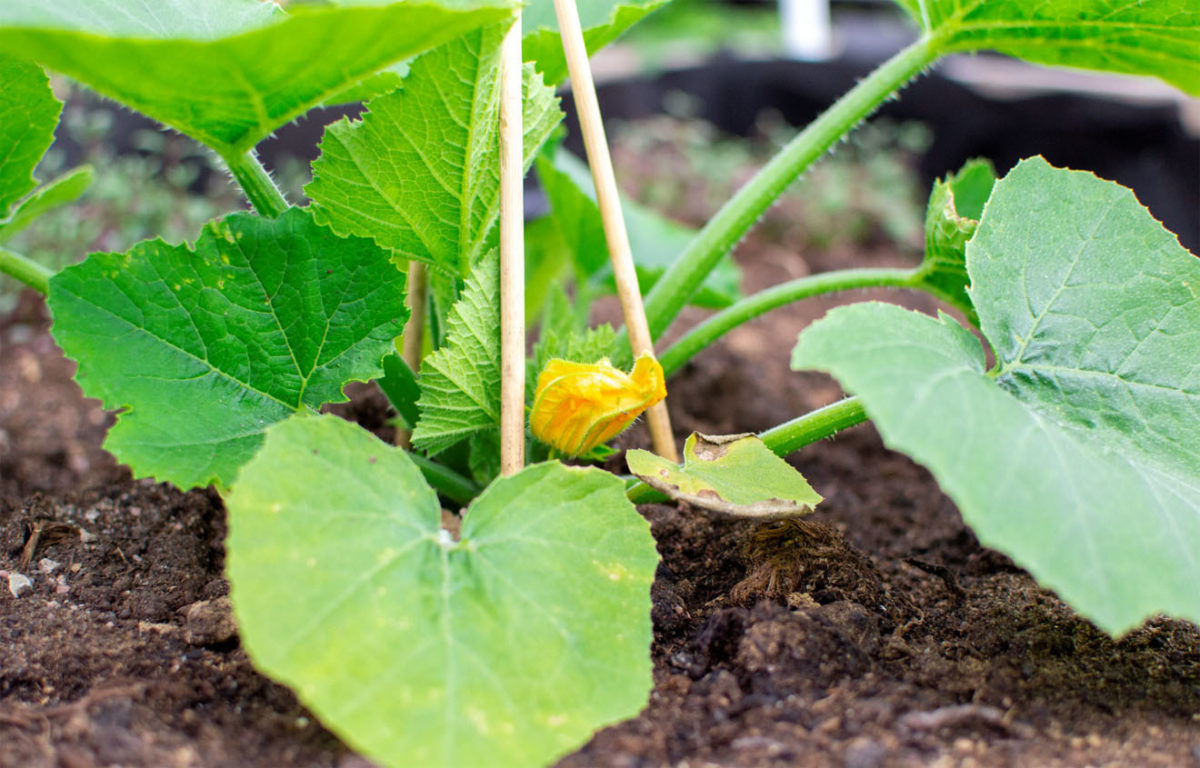 Urban farmlab planter