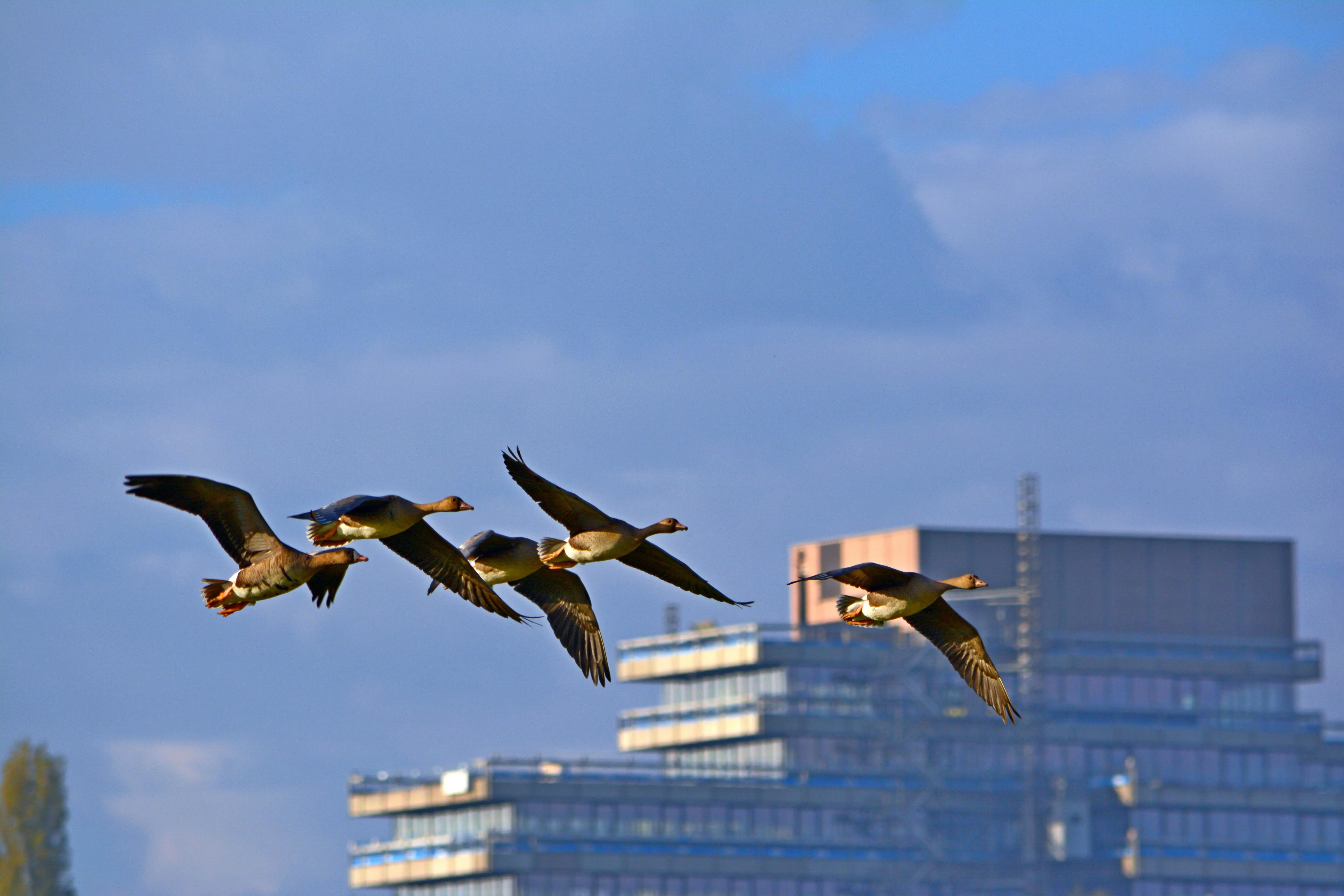 Radian – EKKO BirD fugledetektor